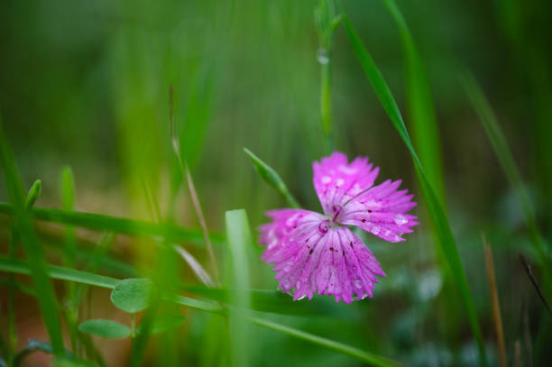 A vibrant pink wildflower stands out against a blurred, natural background of green grass. The delicate flower, with its intricate petals, adds a pop of color to the serene outdoor environment.