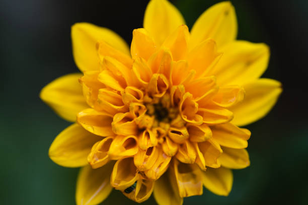 A bright yellow flower is captured in close-up, standing out against a soft, blurred green background. The delicate petals are highlighted, and a water droplet adds a fresh touch to the scene.