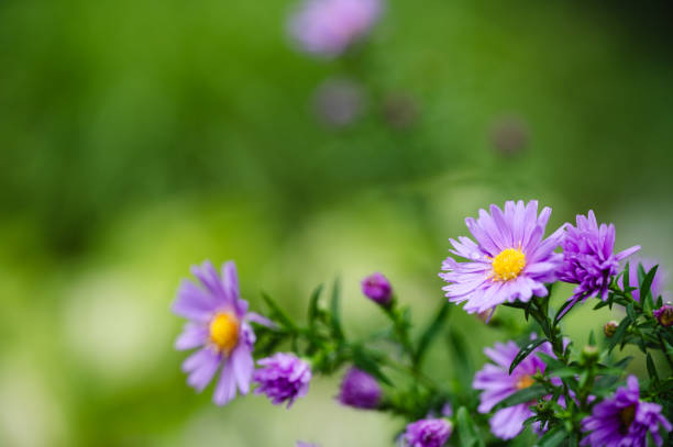 istock Purple wildflowers with dew in close-up 2176634801