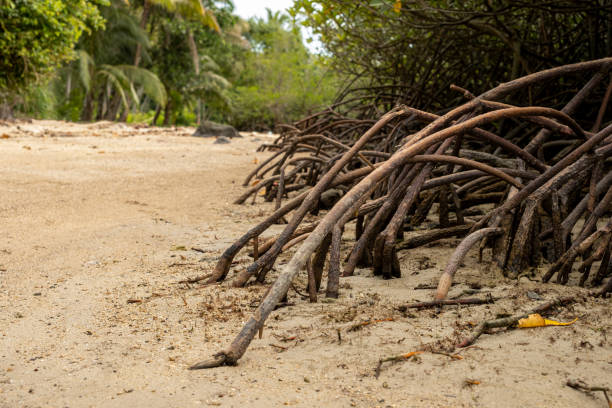istock Mangrove roots stretch across a sandy beach, 2176635075