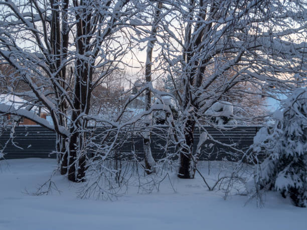 istock landscape with trees in winter 2176637511