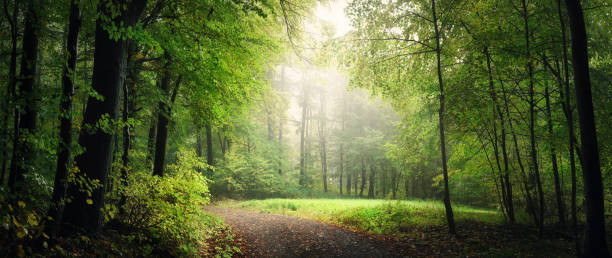 istock Natural archway shaped by green trees in the forest 2176637877