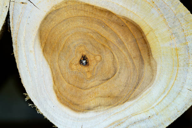 This image showcases a detailed close-up view of tree rings, highlighting the natural patterns and textures found in wood. It embodies the essence of nature and organic beauty.
