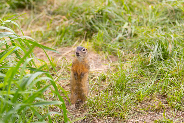 Gopher stands in the grass on a summer day