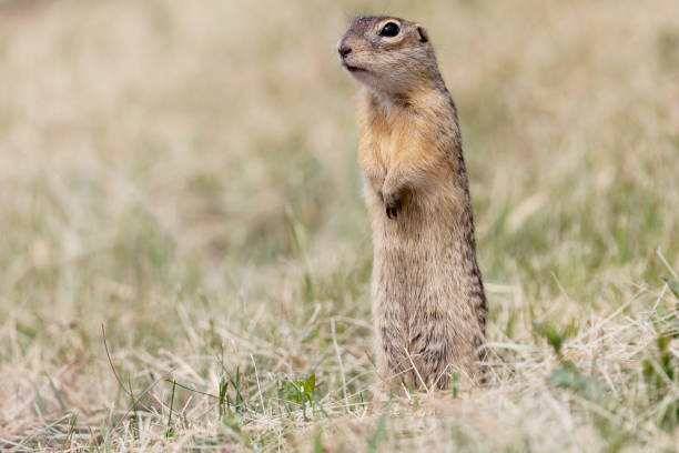 istock Speckled ground squirrel animal stands on its hind legs 2176642548