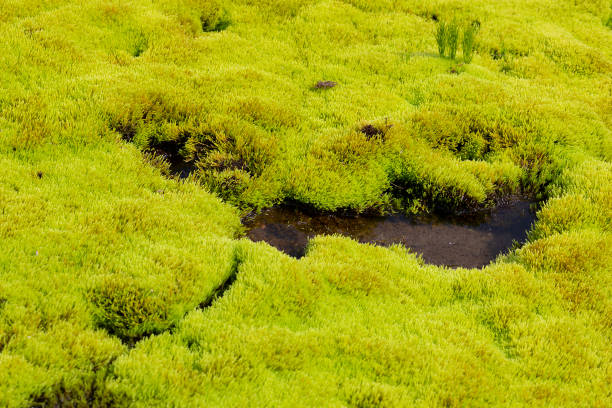 Closeup an excessively mossy soil. The photo was taken from above on a sunny autumn day on an abandoned factory site