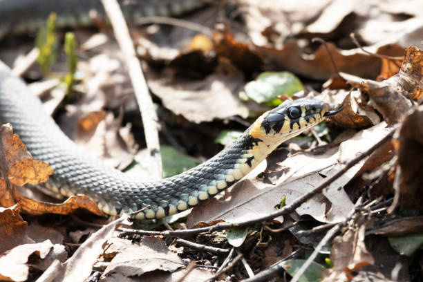 istock Grass snake lies on old foliage. Close up 2176642631