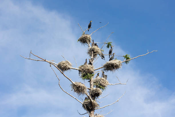 istock Many great cormorant nests in the trees 2176643223