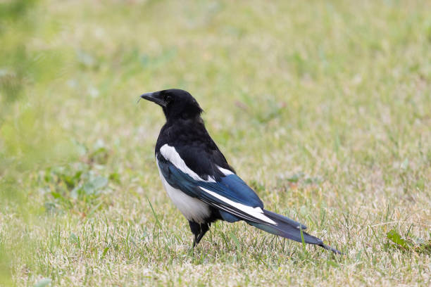 istock Magpie bird stands on the road in summer 2176643252