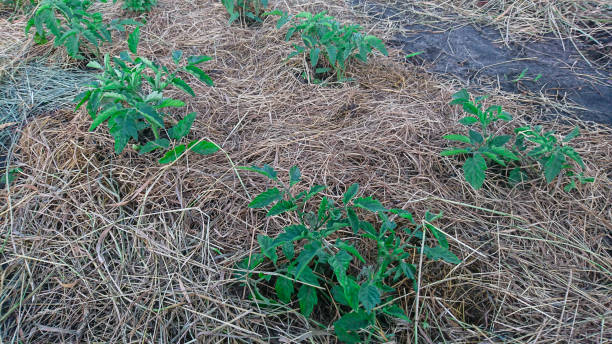 Bed of Tomato Bushes with Mulched Soil Using Hay and Straw on a Vegetable Farm
