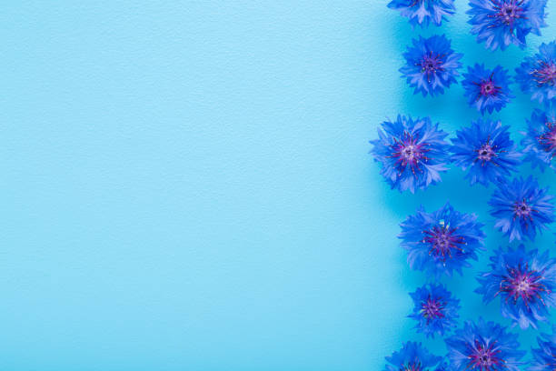 Fresh beautiful blue cornflower heads on light blue table background. Pastel color. Closeup. Empty place for text. Top down view.