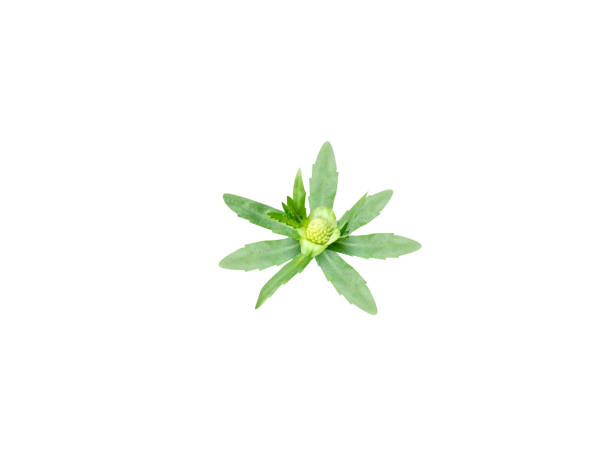 istock Enhydra fluctuans or Water Cress plant 2176647216