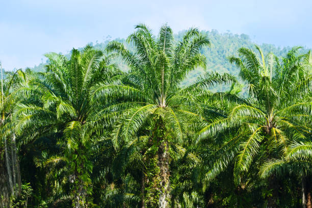 istock palm oil plantations with a sky background 2176649215