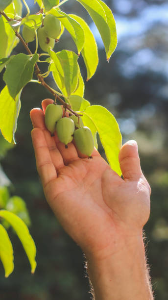 istock jujube berries on a branch close-up with hand 2176652492