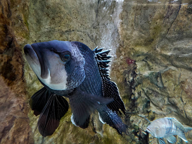 Black Seabass-Centropristis striata underwater close up portrait