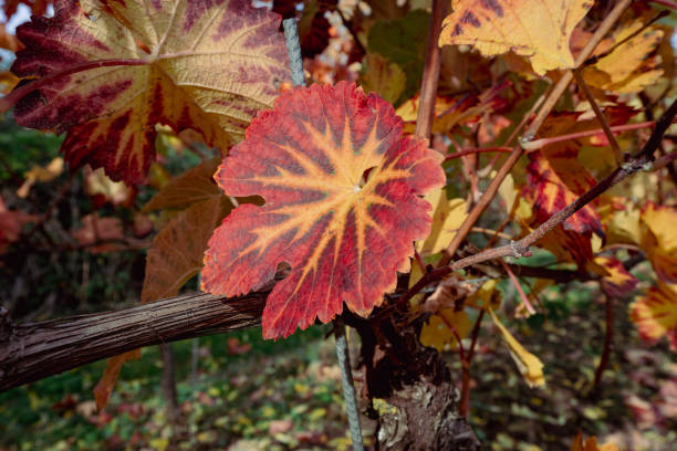 Colored vine leaves on vines in the vineyard near Staufen im Breisgau in autumn