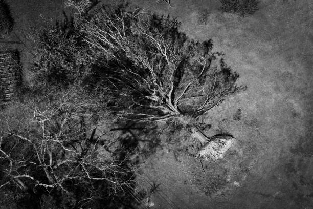 Black and white photograph showing the damage from Hurricane Helene near Augusta, Georgia on October 3, 2024.