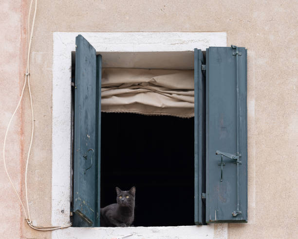istock Dark grey cat sitting in an open window with shutters in Venice. 2176658112