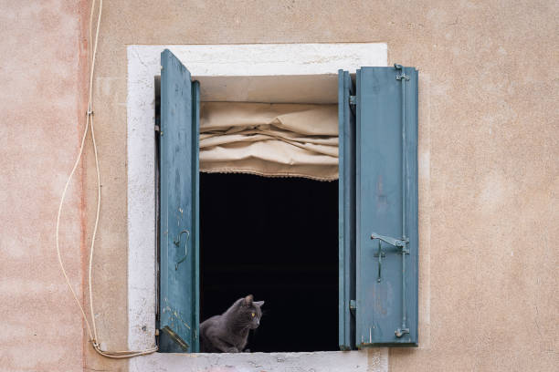 Dark grey cat sitting in an open window with shutters in Venice.