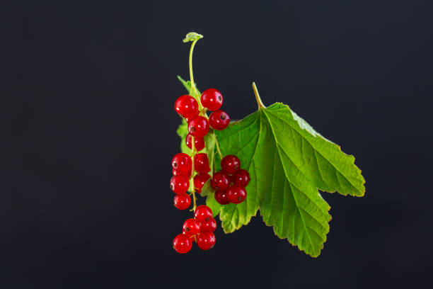 twigs of ripe red currants, isolated on a black background .