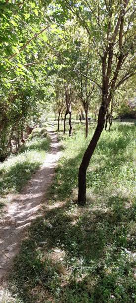 istock Beautiful view of forest 2176660623