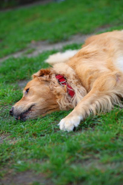 a dog is laying on the grass and is looking up