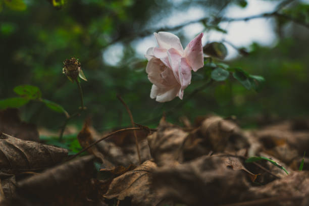 Fallen rosehip petals. An autumn, cold evening. High quality photo