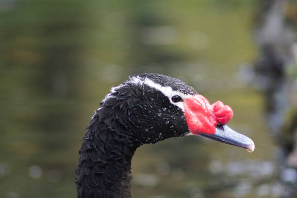 Close-Up Of Swan