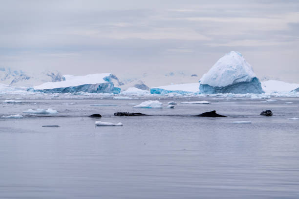 istock Humpback whale in the Southern Ocean. Antarctica 2176666736
