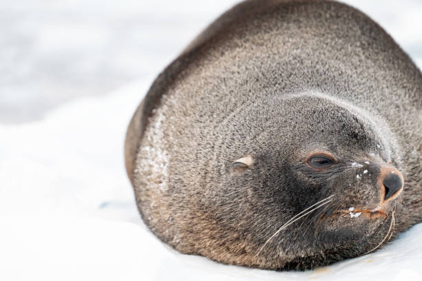 istock Antarctic fur seal. Southern ocean, Antarctica 2176667350