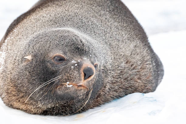 istock Antarctic fur seal. Southern ocean, Antarctica 2176667717