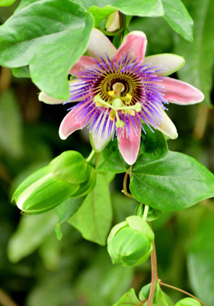 Macro close-up of flower pollen. Up close, the colors appear dull and the background blurry.