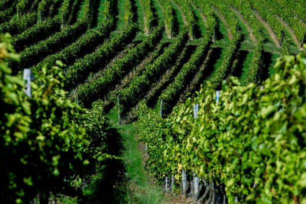 istock Vineyard landscape with green rows of grapevines and rolling hills. 2176668391