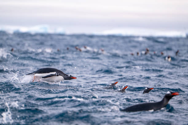 istock Gentoo penguins swimming into the Ocean. 2176668520