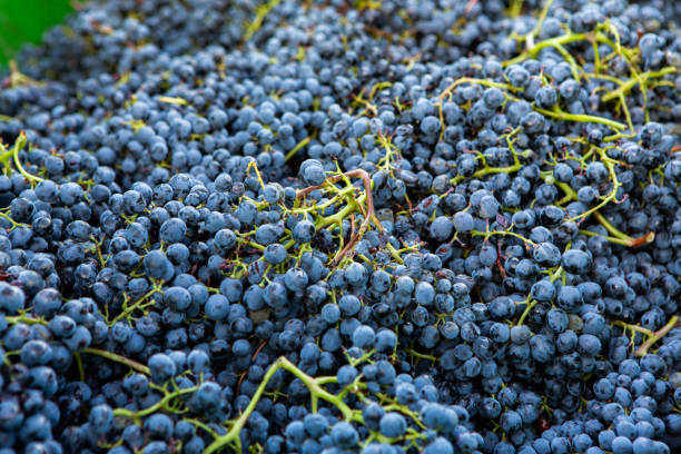istock Vineyard landscape with green rows of grapevines and rolling hills. 2176668634