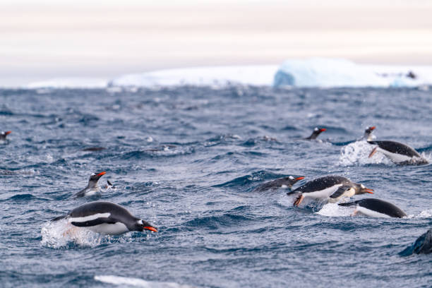 istock Gentoo penguins swimming into the Ocean. 2176668925