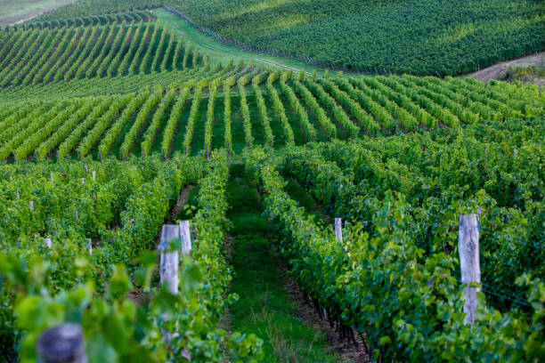 istock Vineyard landscape with green rows of grapevines and rolling hills. 2176669612