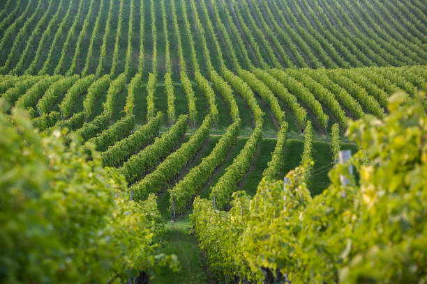 istock Vineyard landscape with green rows of grapevines and rolling hills. 2176669615