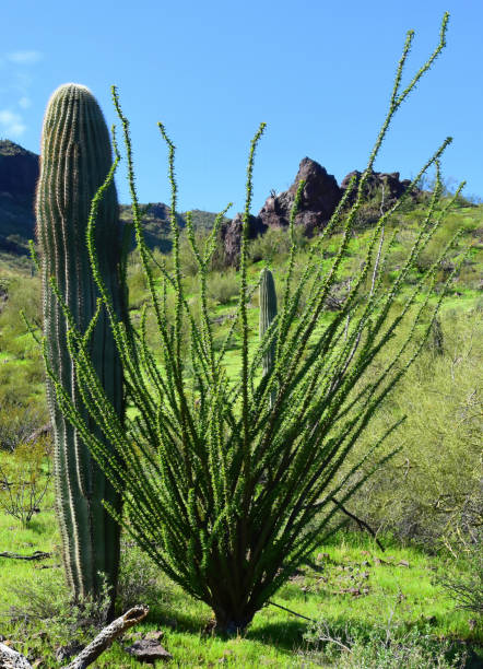 istock After The rain Sonora Desert Arizona Picacho Peak State Park 2176670676