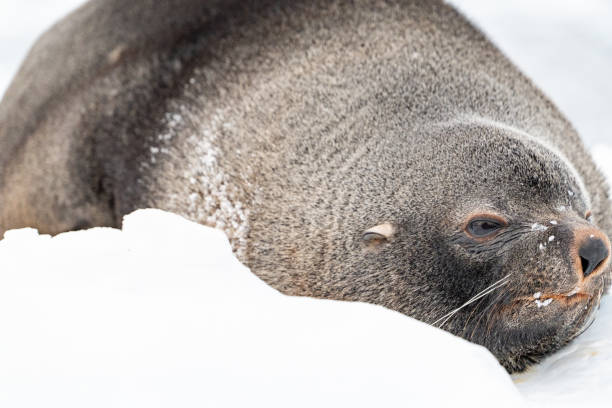 istock Antarctic fur seal. Southern ocean, Antarctica 2176670971