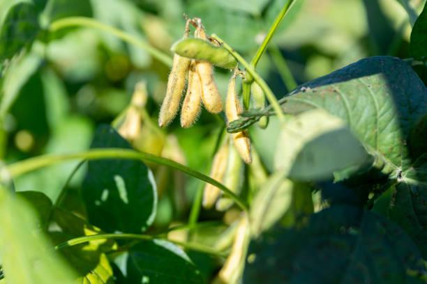 Soybean Pods Ripe in the Field