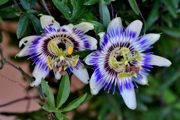 Purple passion flower landscape stock photo