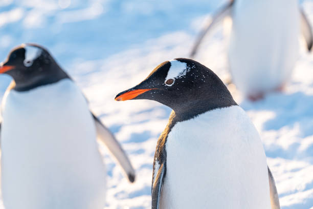 istock Gentoo penguins in Antarctica. Wild nature 2176674039