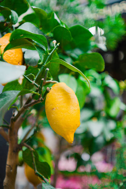 istock Fresh Yellow Lemon Hanging Down a Green Lemon Tree 2176674988