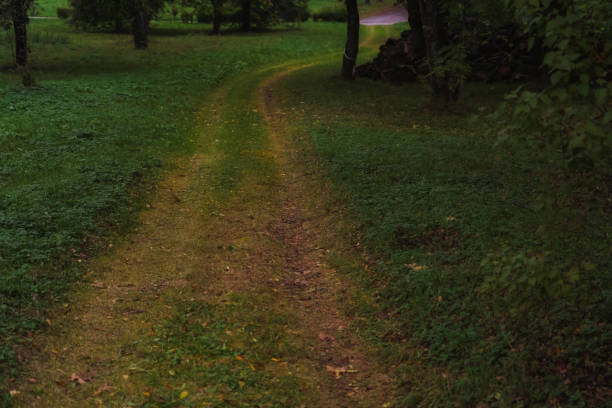 A forest dirt road, overgrown with grass. Cold, evening October. High quality photo