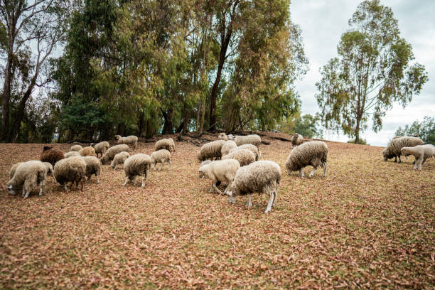 Sheep grazing in a area outdoors