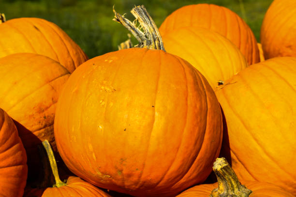 istock Pumpkin at the stall, self-service, autumn 2176678136