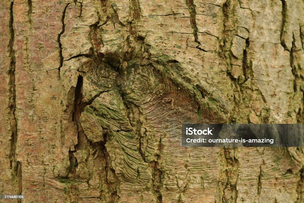 Embedded Bark Tree Bark Structure Of A Tree Bark Lignified Bark Pattern Of A Tree ...
