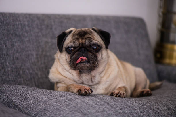 istock A pug dog is laying on a couch 2176681991
