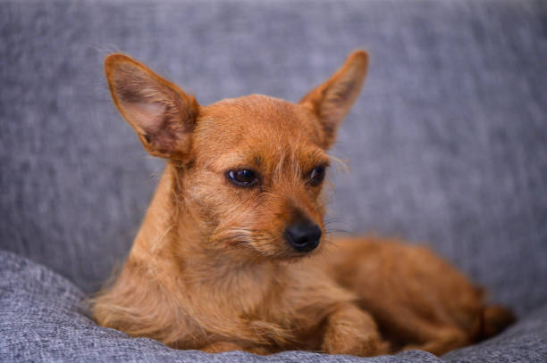 istock small red eared dog resting on the sofa 2176681995